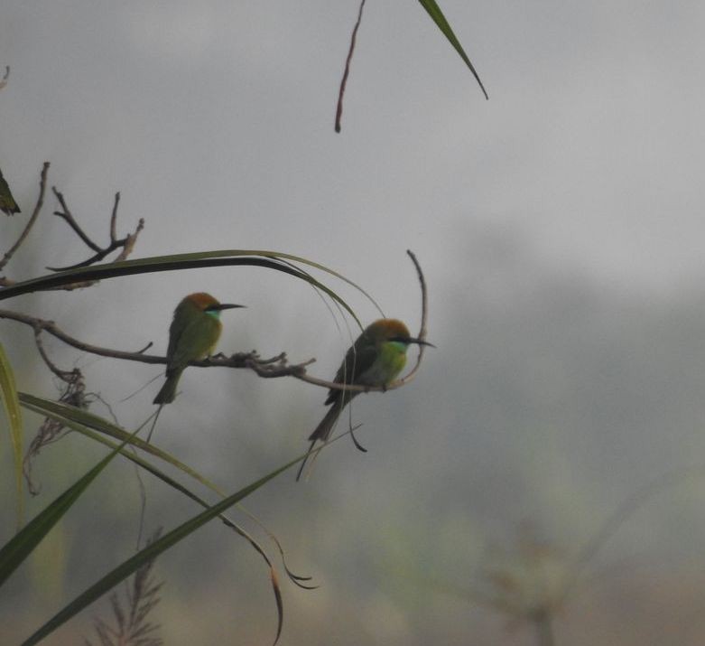 Asian Green Bee-eater - ML132578691