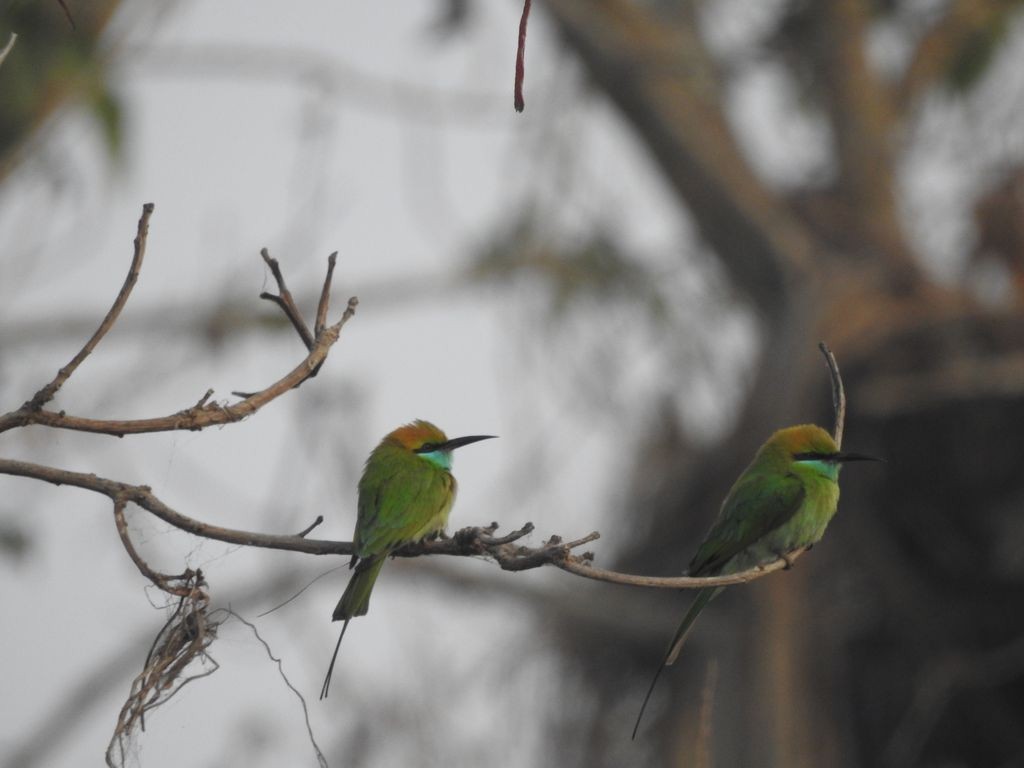 Asian Green Bee-eater - ML132578701