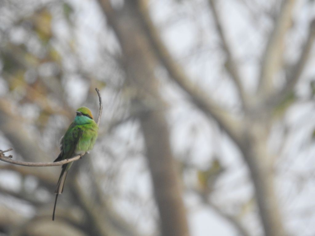 Asian Green Bee-eater - ML132578721