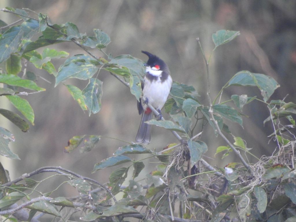 Red-whiskered Bulbul - Partha sarathy