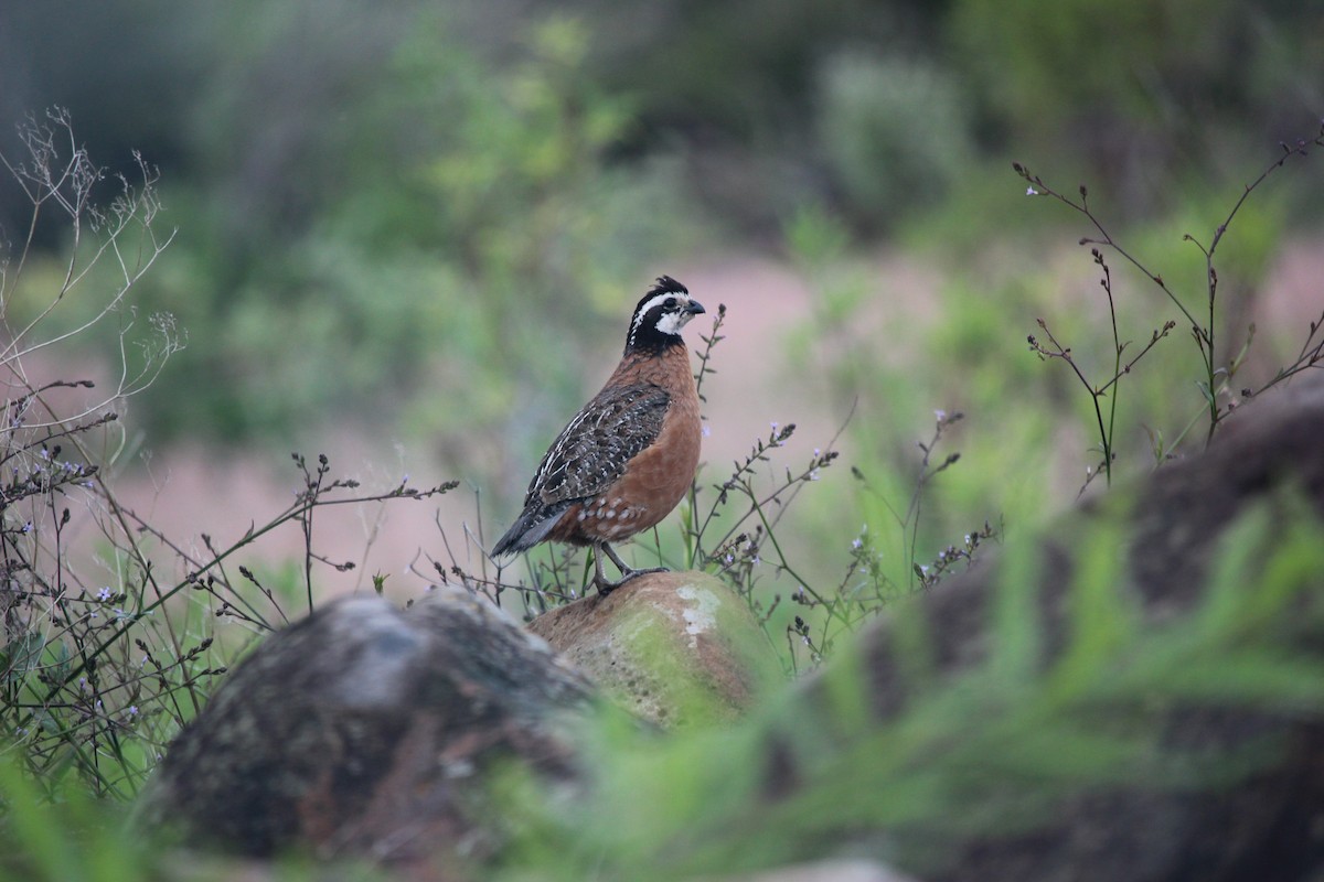 Northern Bobwhite - G Alvarez