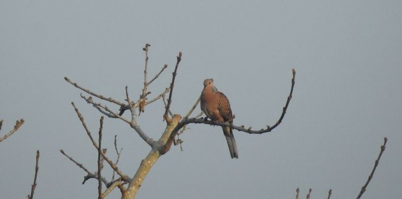 Spotted Dove - ML132579201