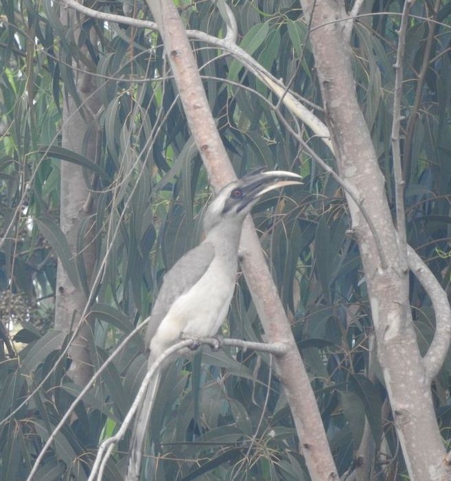 Indian Gray Hornbill - ML132579431