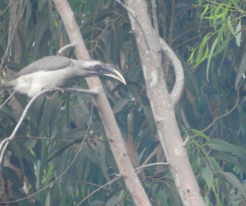 Indian Gray Hornbill - ML132579441