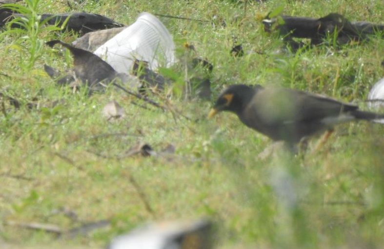 Common Myna - Partha sarathy