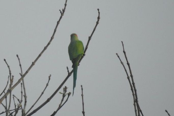 Rose-ringed Parakeet - ML132579621