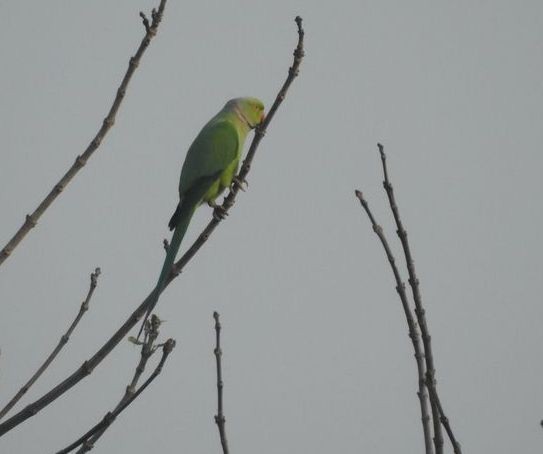 Rose-ringed Parakeet - Partha sarathy