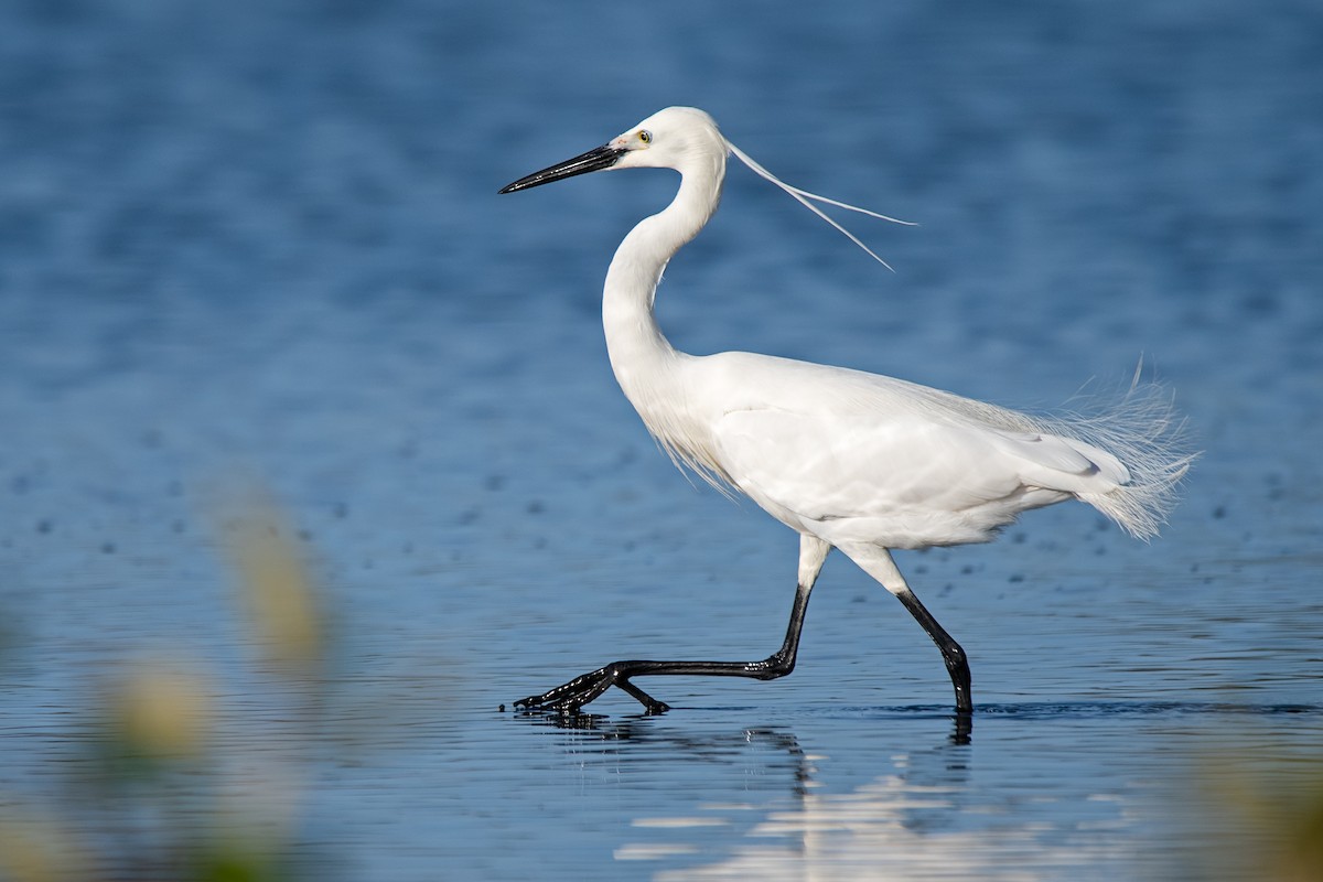 Little Egret - Hayley Alexander