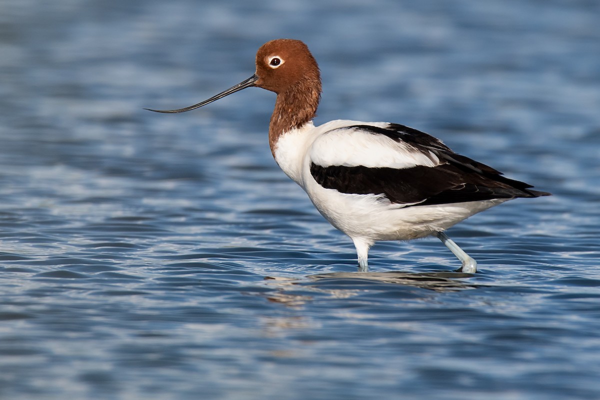 Avoceta Australiana - ML132580111