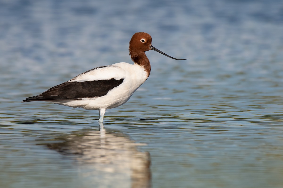 Avocette d'Australie - ML132580141