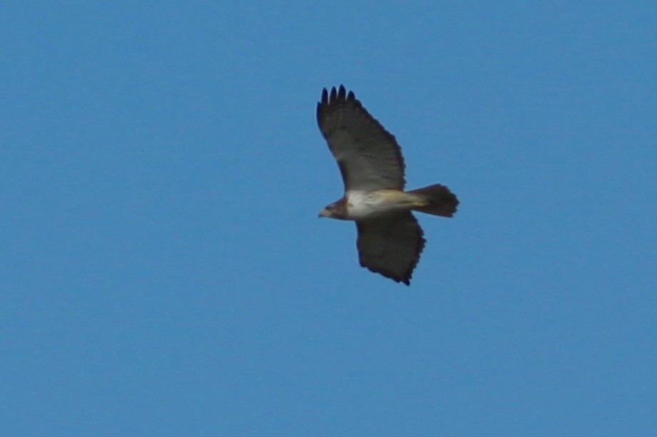 Red-tailed Hawk - ML132581441