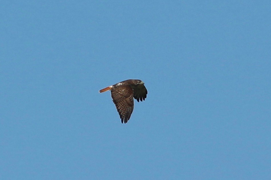 Red-tailed Hawk - ML132581451