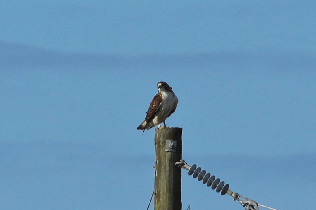 Red-tailed Hawk - ML132581461