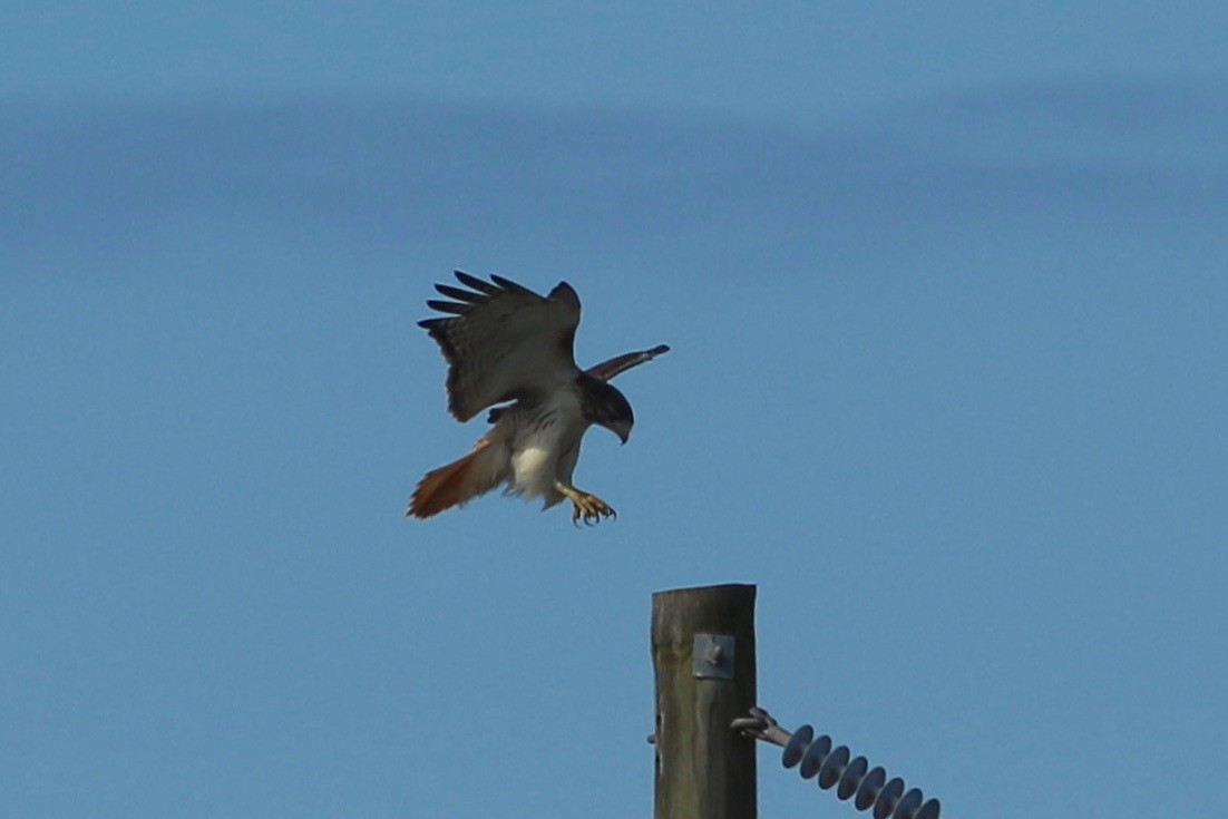 Red-tailed Hawk - ML132581471