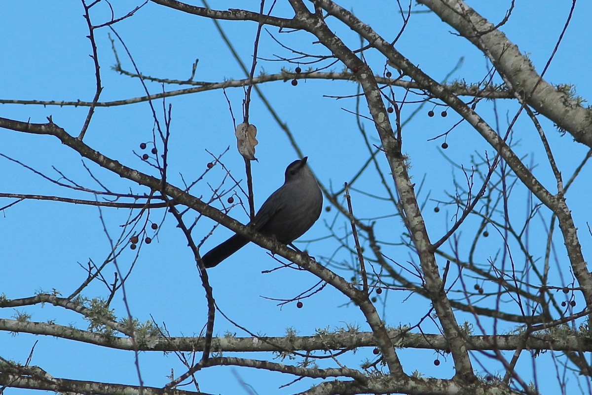 Gray Catbird - ML132581511