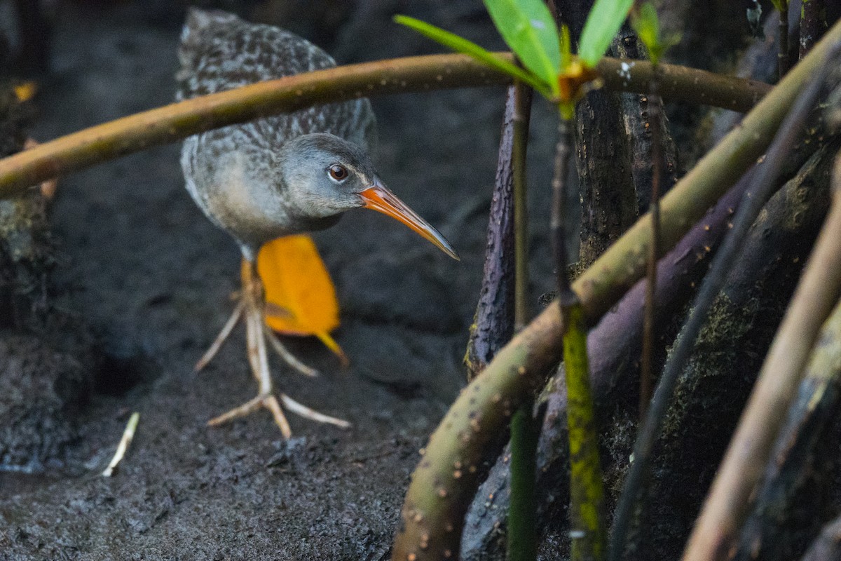 Clapper Rail - ML132582981