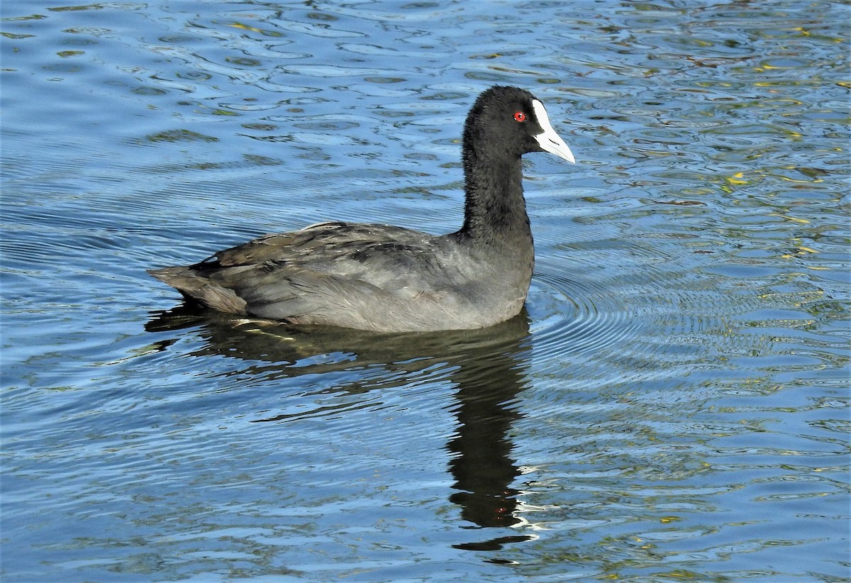 Eurasian Coot - Gary Crouch