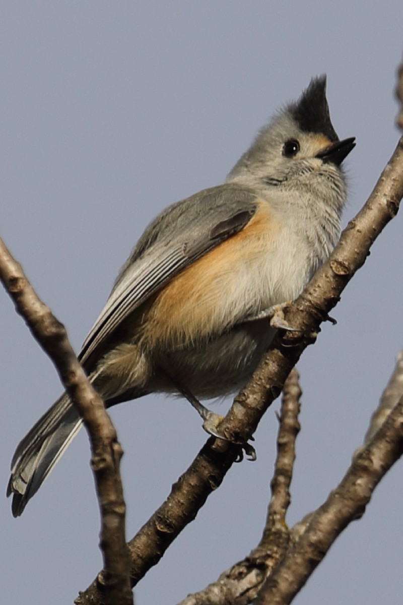 Black-crested Titmouse - Bert Frenz