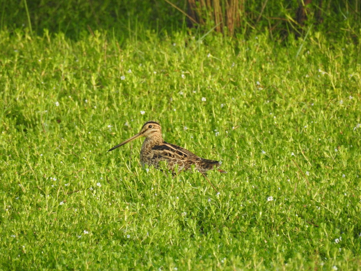 Latham's Snipe - Gary Crouch