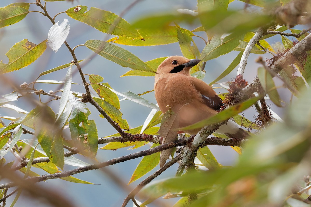 Eurasian Jay (Himalayan) - ML132583821