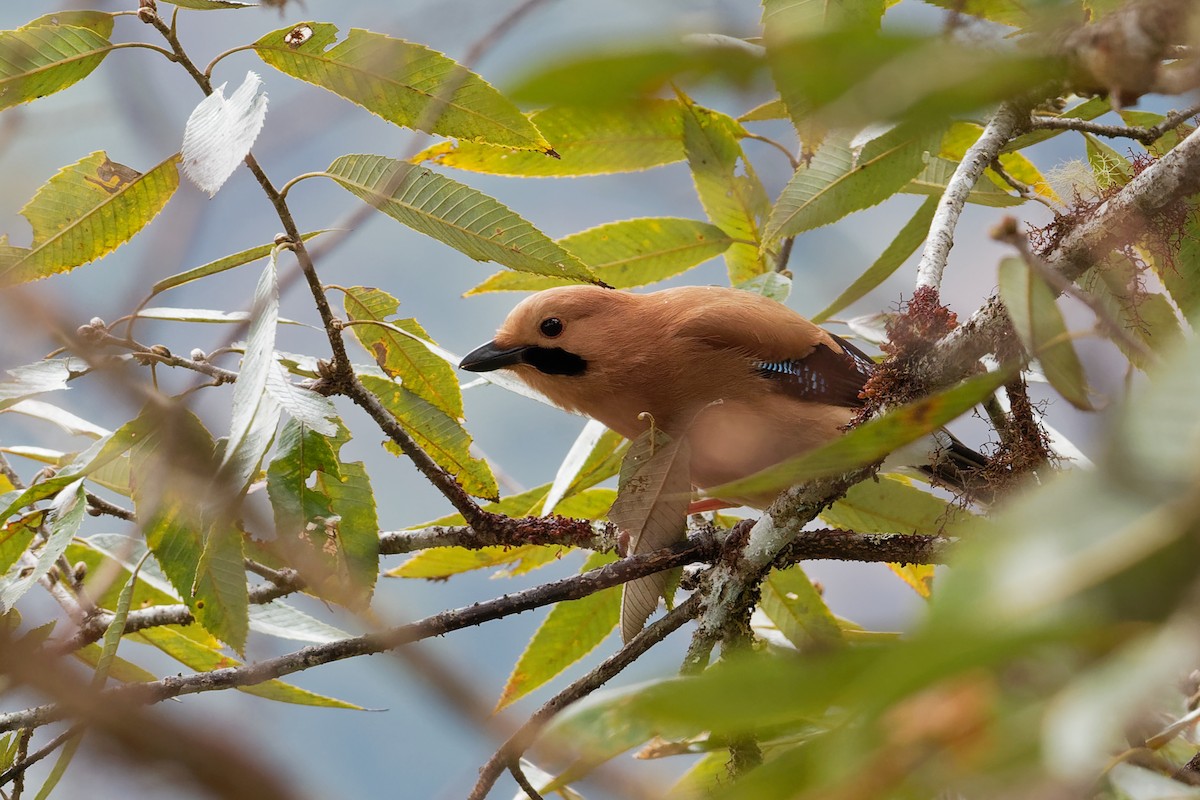 nøtteskrike (bispecularis gr.) - ML132583841