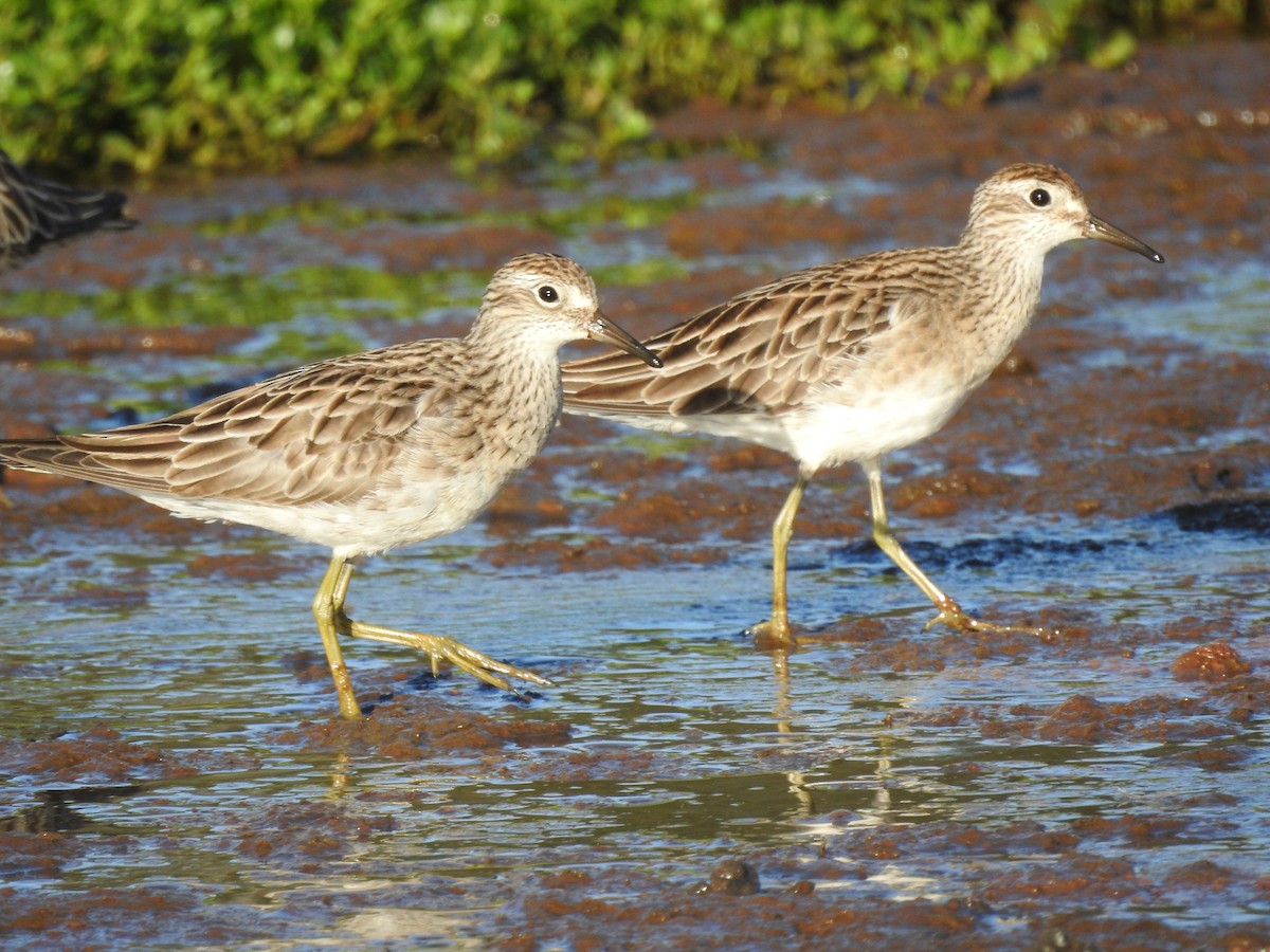 Sharp-tailed Sandpiper - Gary Crouch