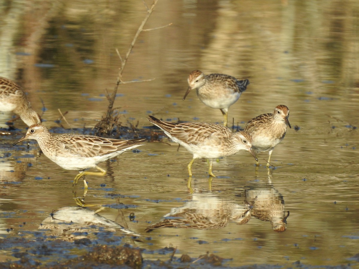 Sharp-tailed Sandpiper - Gary Crouch