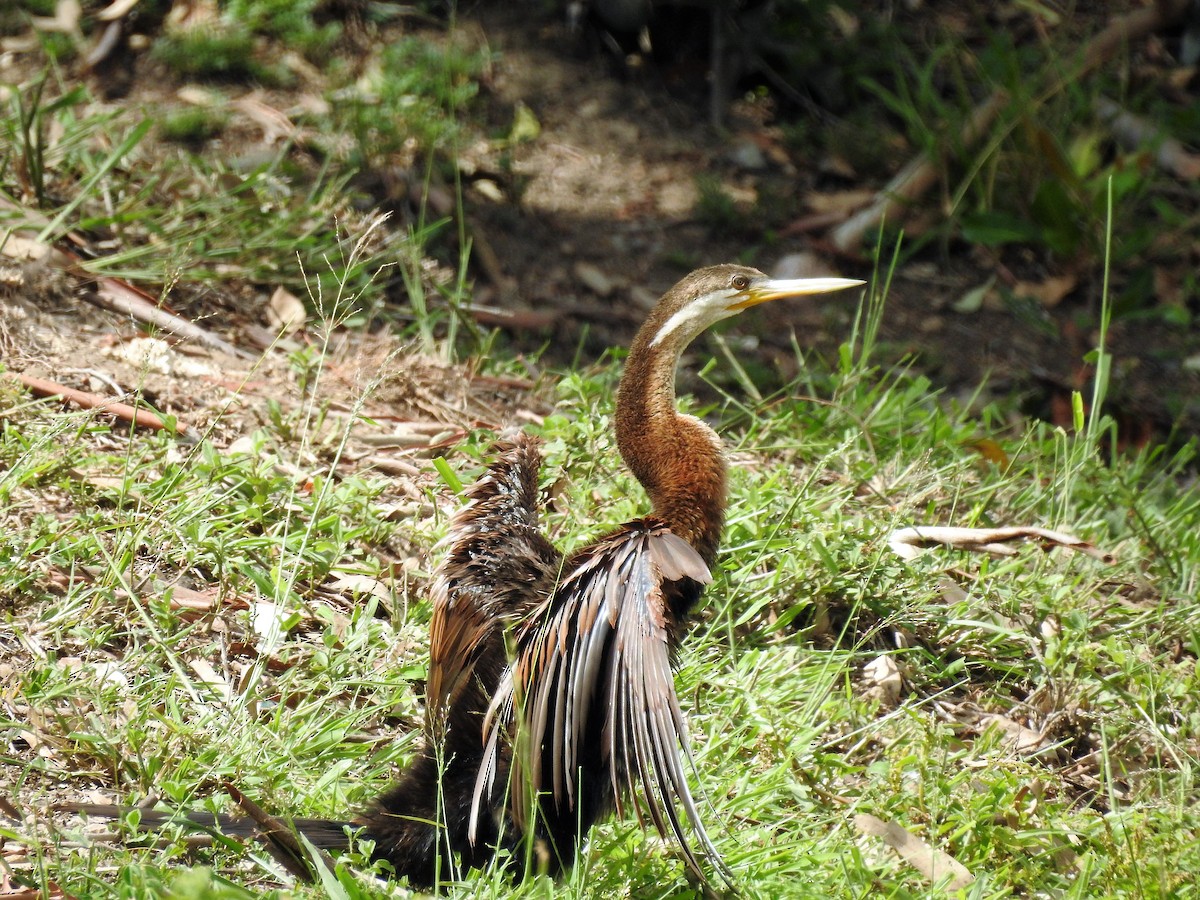 Australasian Darter - Gary Crouch