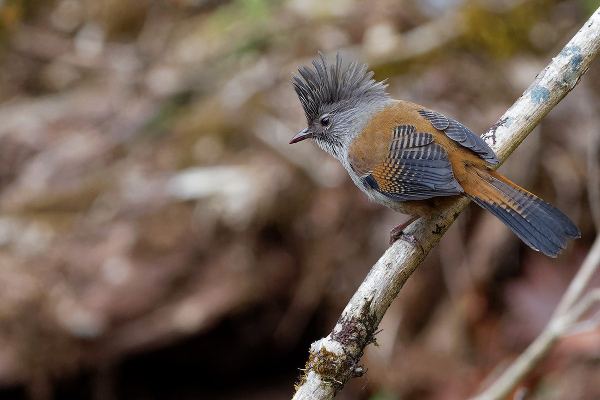 Streak-throated Barwing - ML132584381