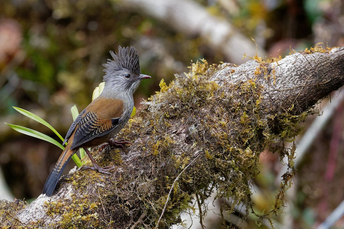 Streak-throated Barwing - ML132584431