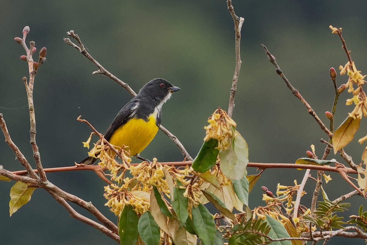 Yellow-bellied Flowerpecker - Vincent Wang