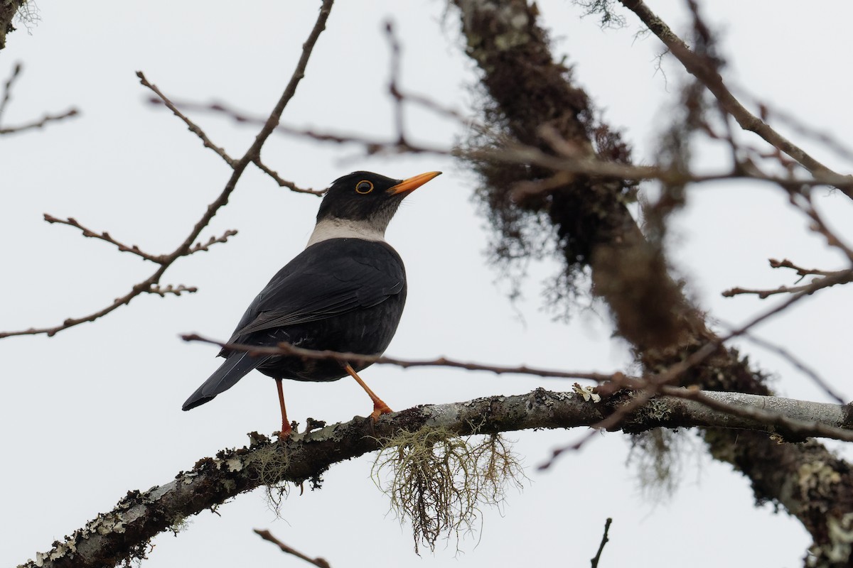 White-collared Blackbird - ML132584541