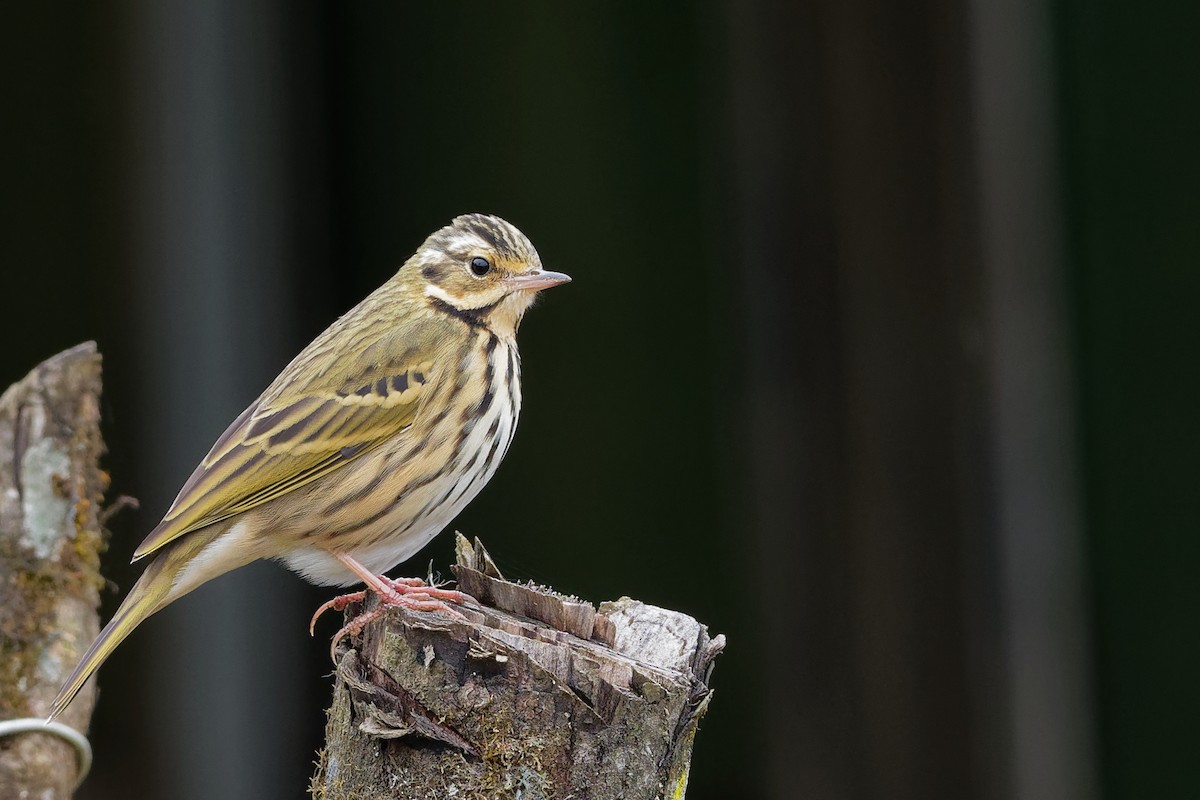 Pipit à dos olive - ML132584701