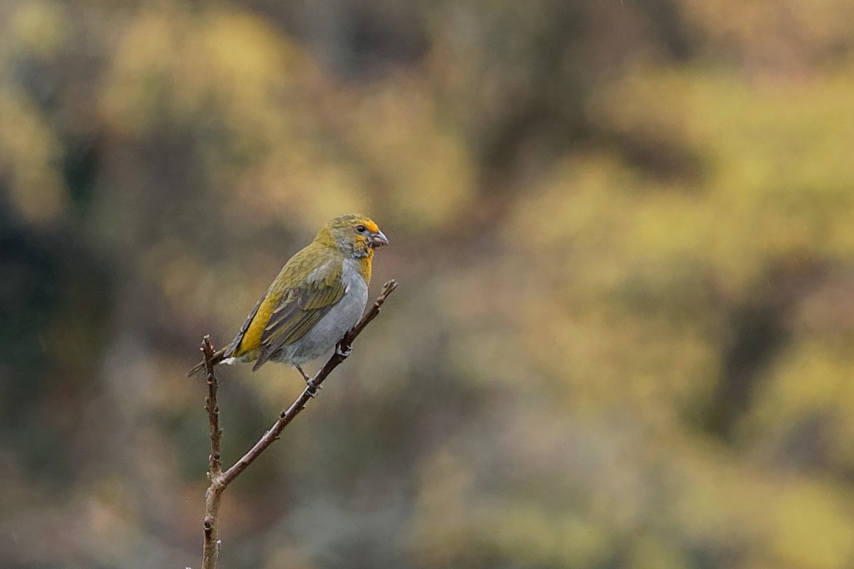 Crimson-browed Finch - ML132584721