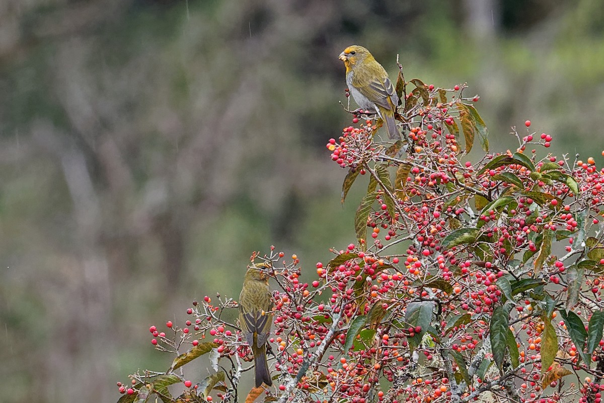 Crimson-browed Finch - ML132584751