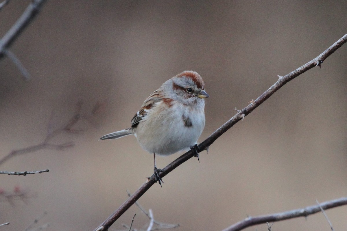 American Tree Sparrow - ML132585181