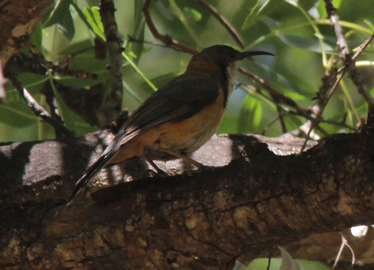 Eastern Spinebill - ML132585991