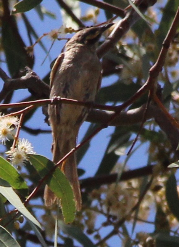 Yellow-faced Honeyeater - ML132586221