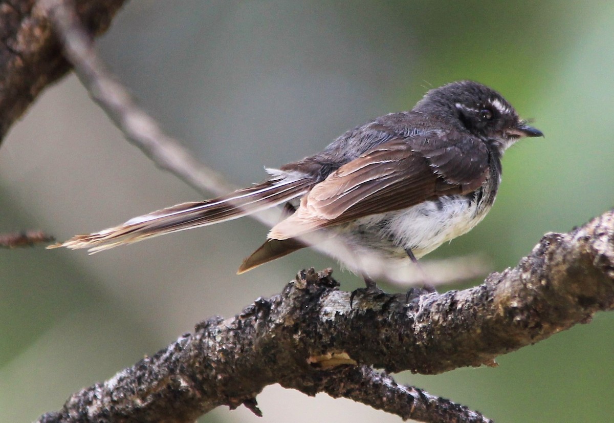 Gray Fantail - ML132586271