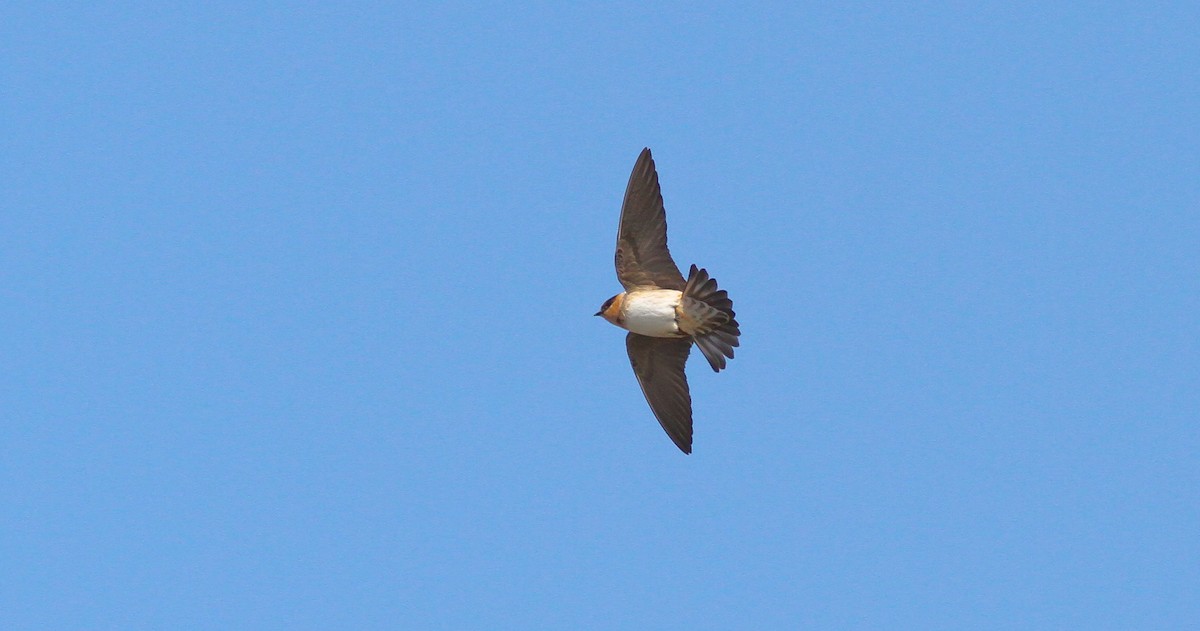 Golondrina Pueblera (pallida) - ML132586421