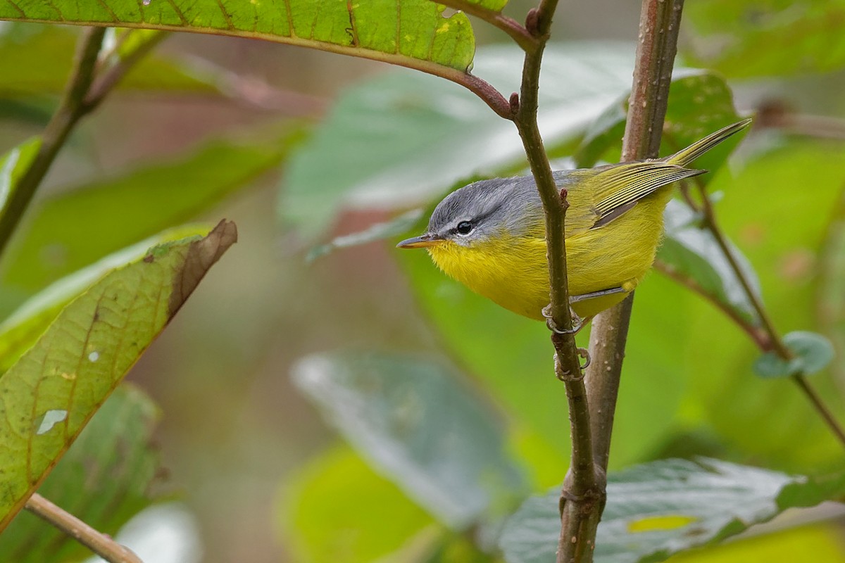 Gray-hooded Warbler - ML132587811