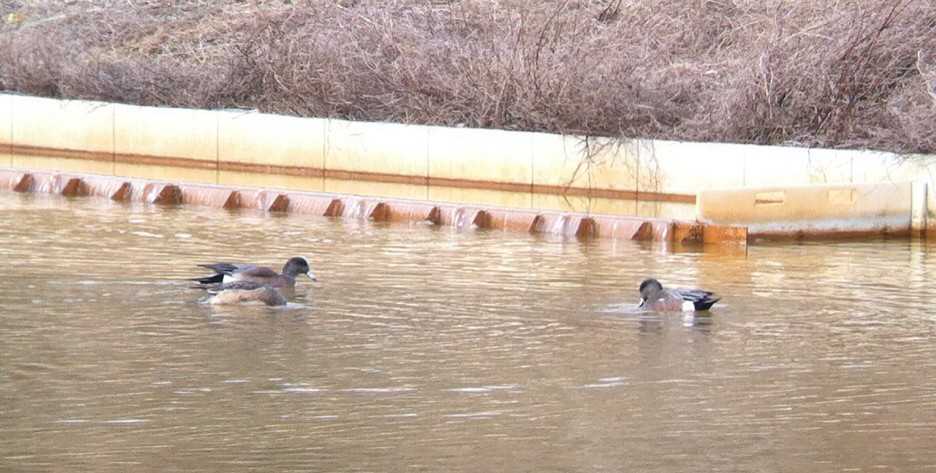 American Wigeon - ML132588531