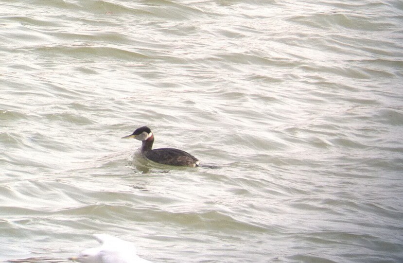 Red-necked Grebe - ML132588701