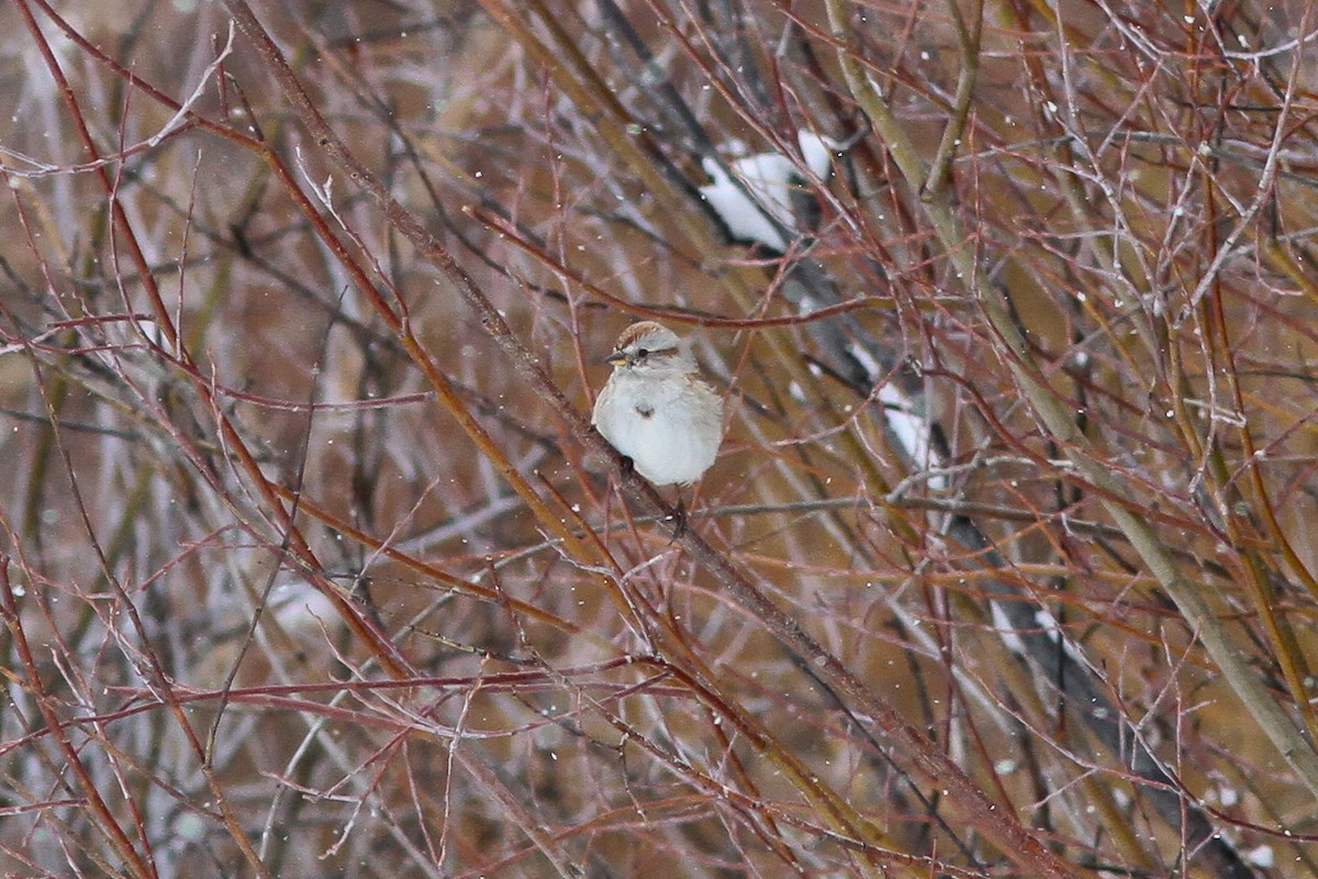 American Tree Sparrow - ML132588901