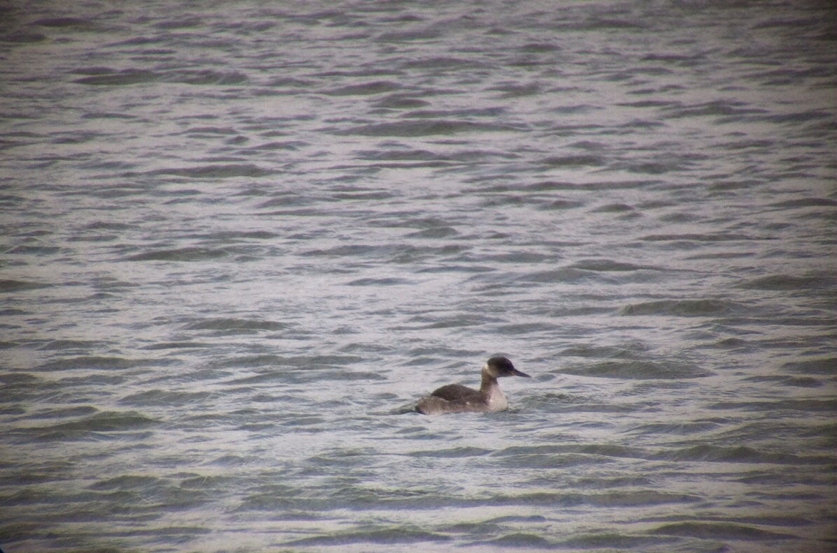 Red-necked Grebe - ML132589101