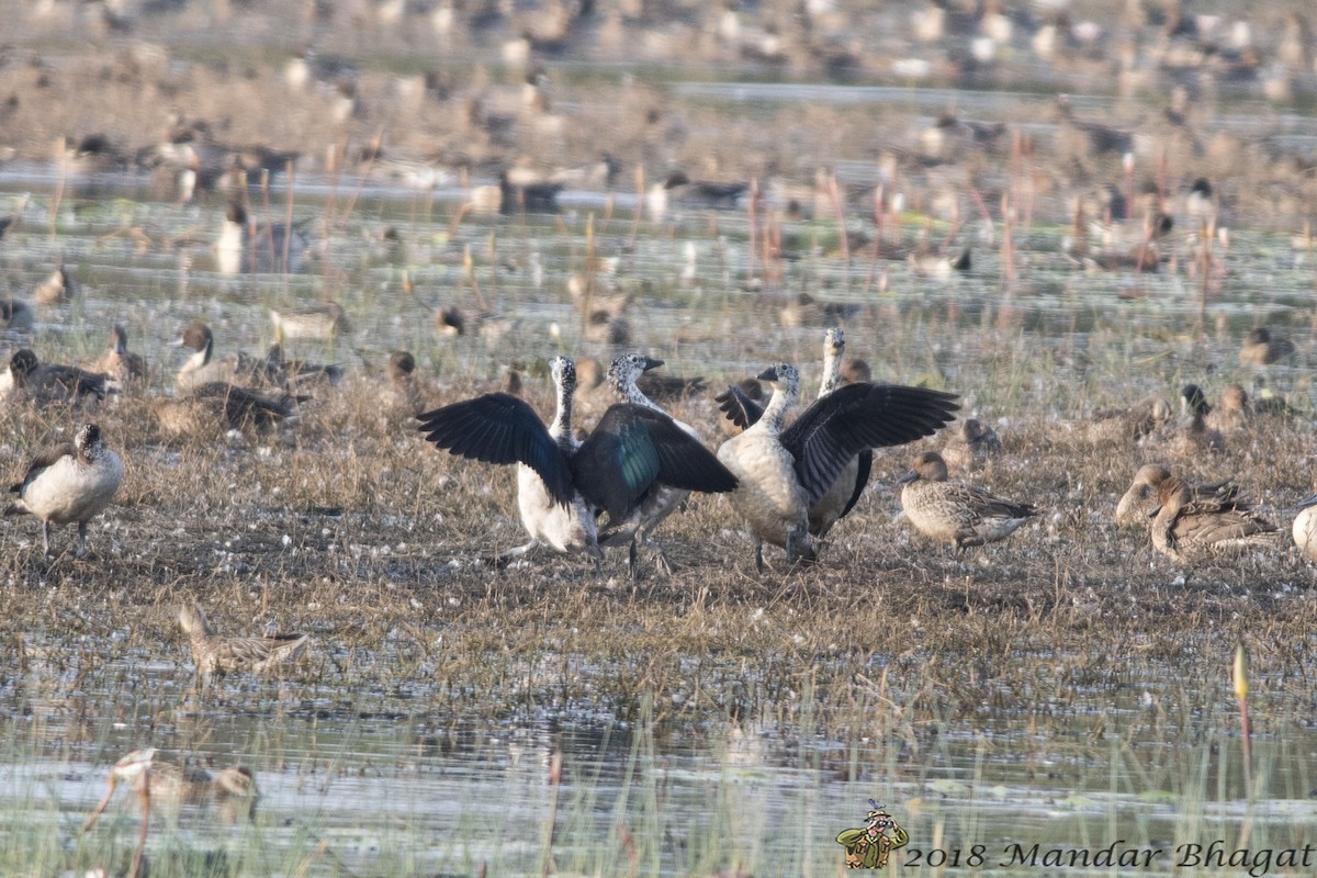 Knob-billed Duck - Mandar  Bhagat