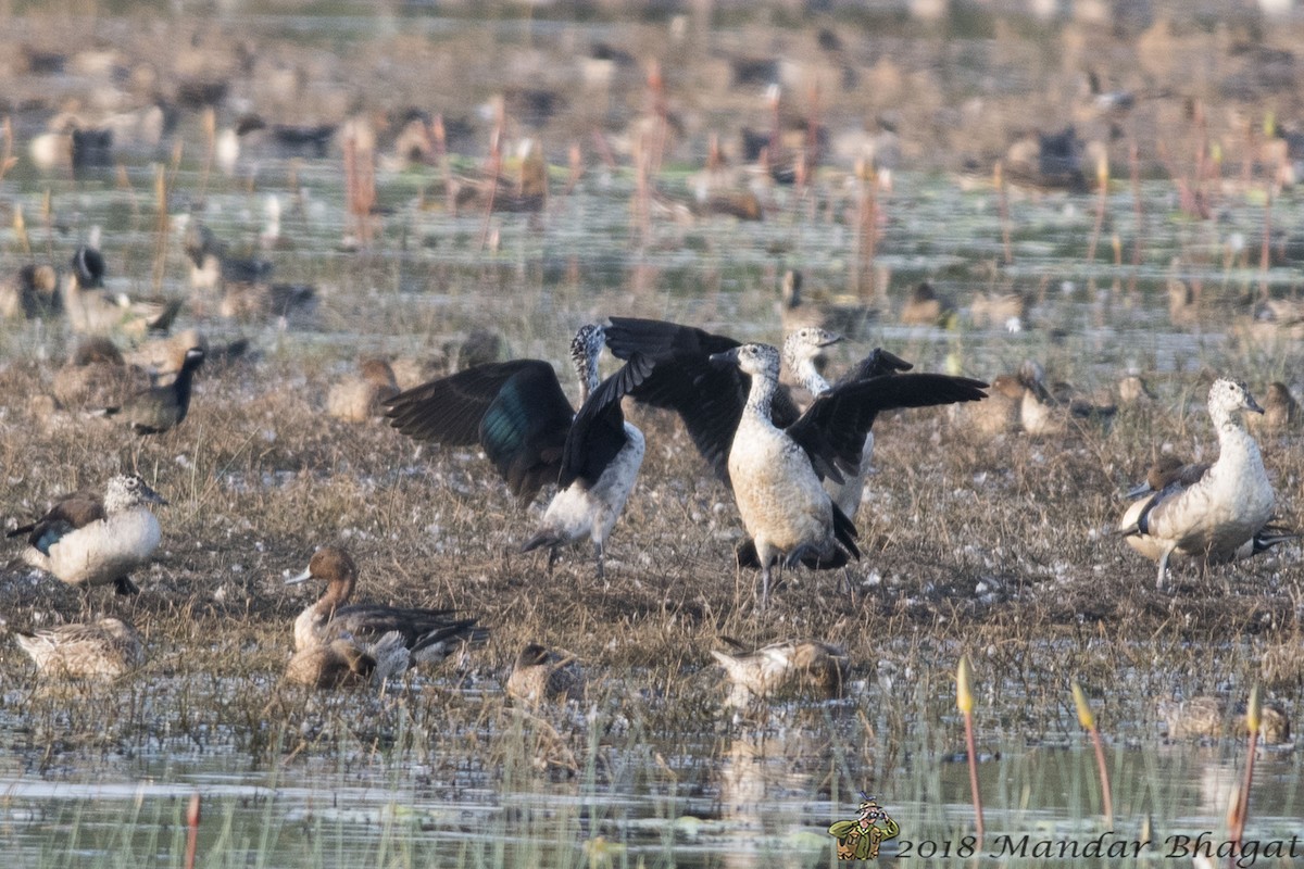 Knob-billed Duck - Mandar  Bhagat