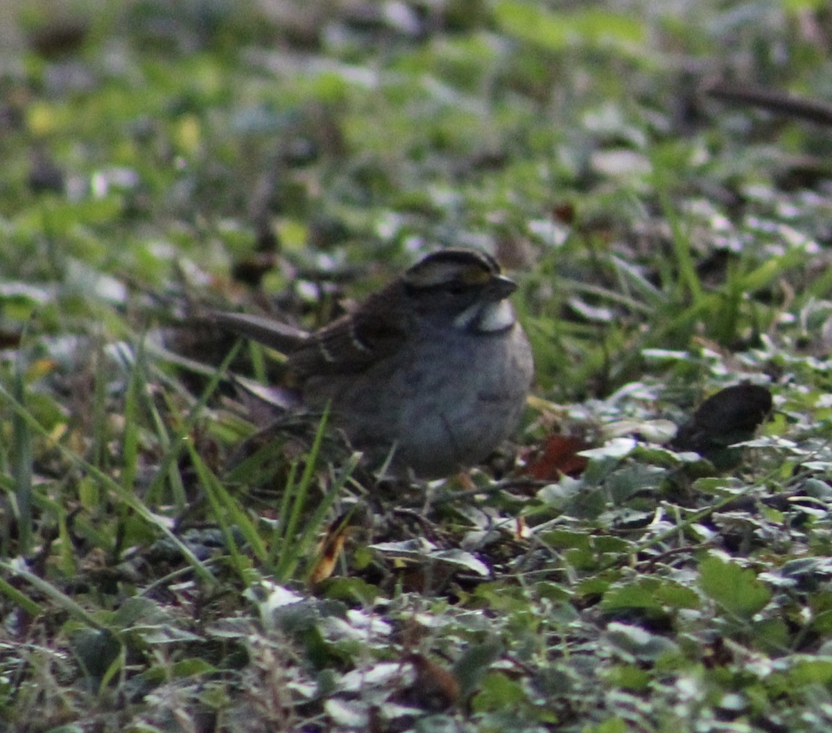 White-throated Sparrow - ML132591261