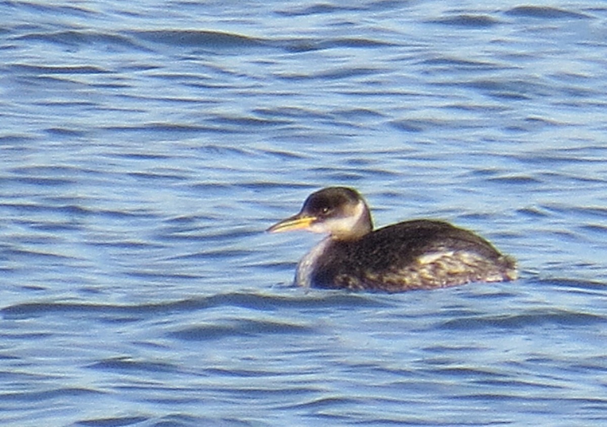 Red-necked Grebe - ML132591271