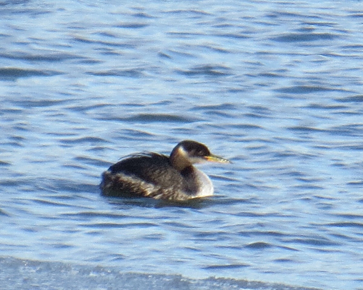 Red-necked Grebe - ML132591281